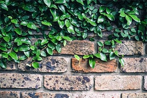 Takeoff Monkey blog hardscape sample image: brick wall and leaves